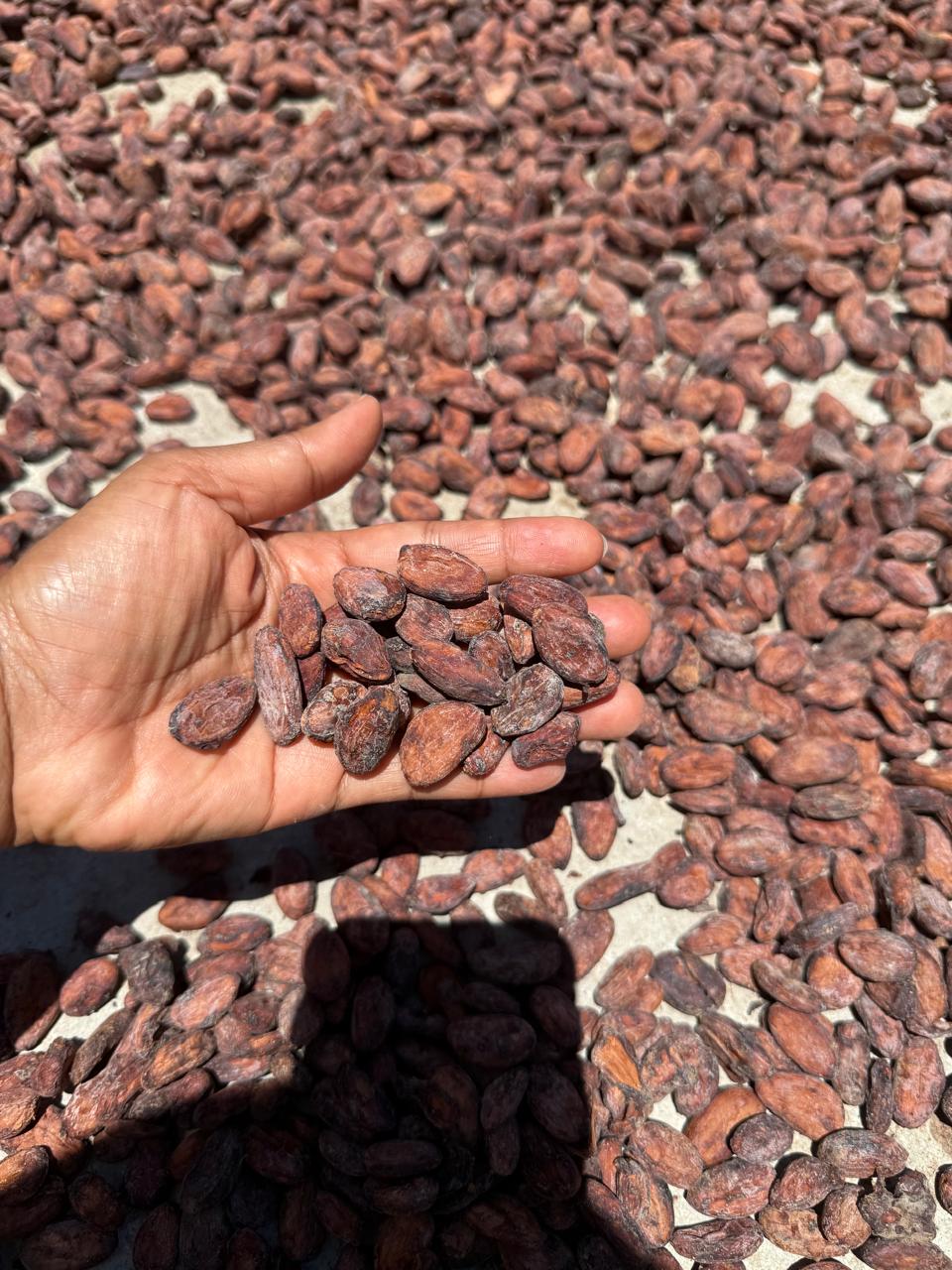 Matière cacao