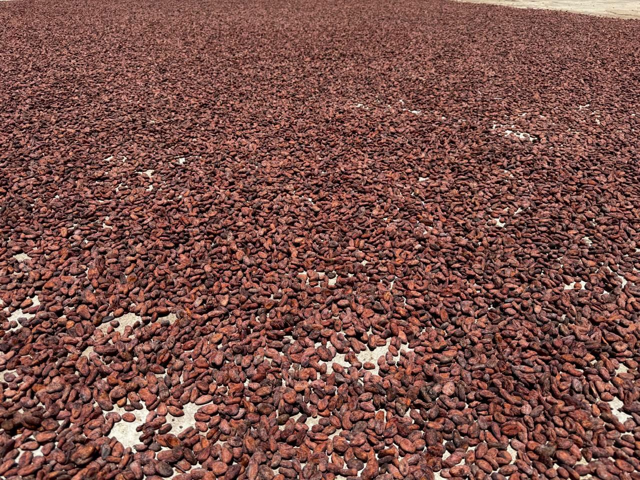 Cabosses de cacao en plantation