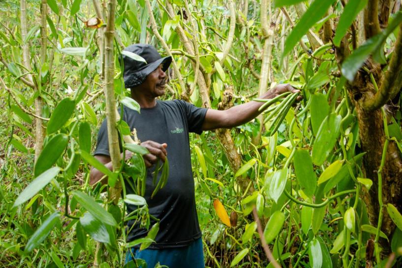 Récolte de gousses de vanille sur plantation