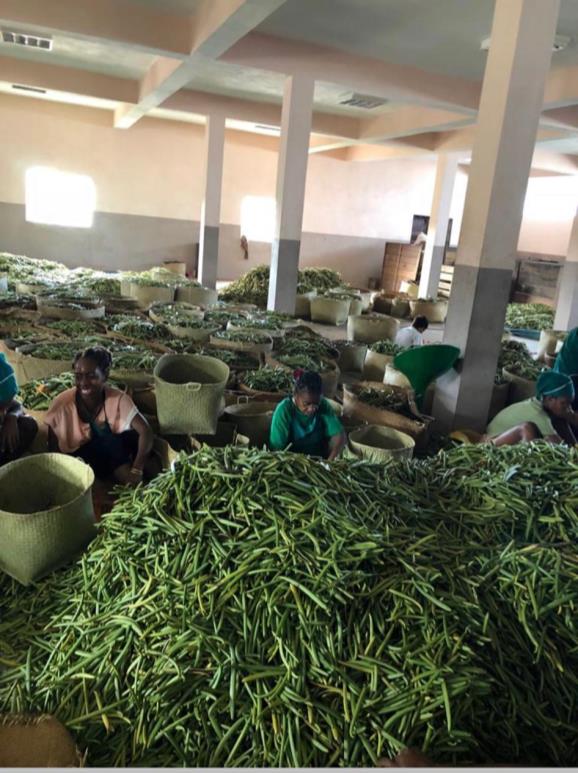 Tri de vanille verte à la réception