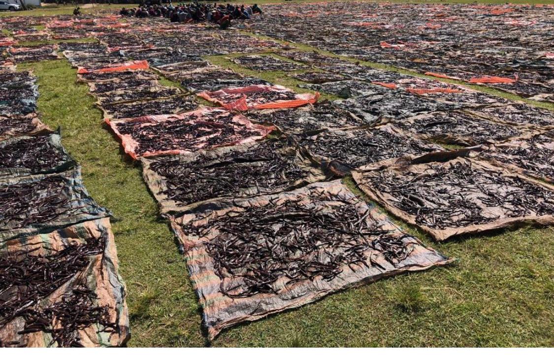 Séchage de vanille au soleil