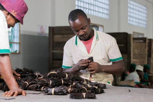 Tri final des gousses de vanille noire