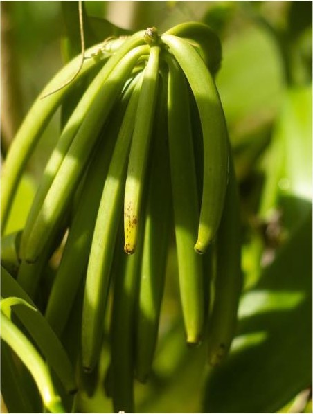 Gousses de vanille verte sur pied