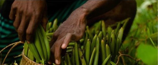 Vanille verte fraîche en panier