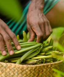 Vanille verte fraîche dans un panier
