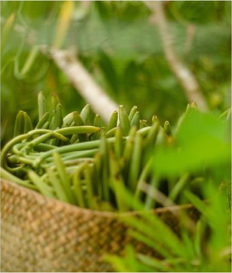 Vanille verte en plantation