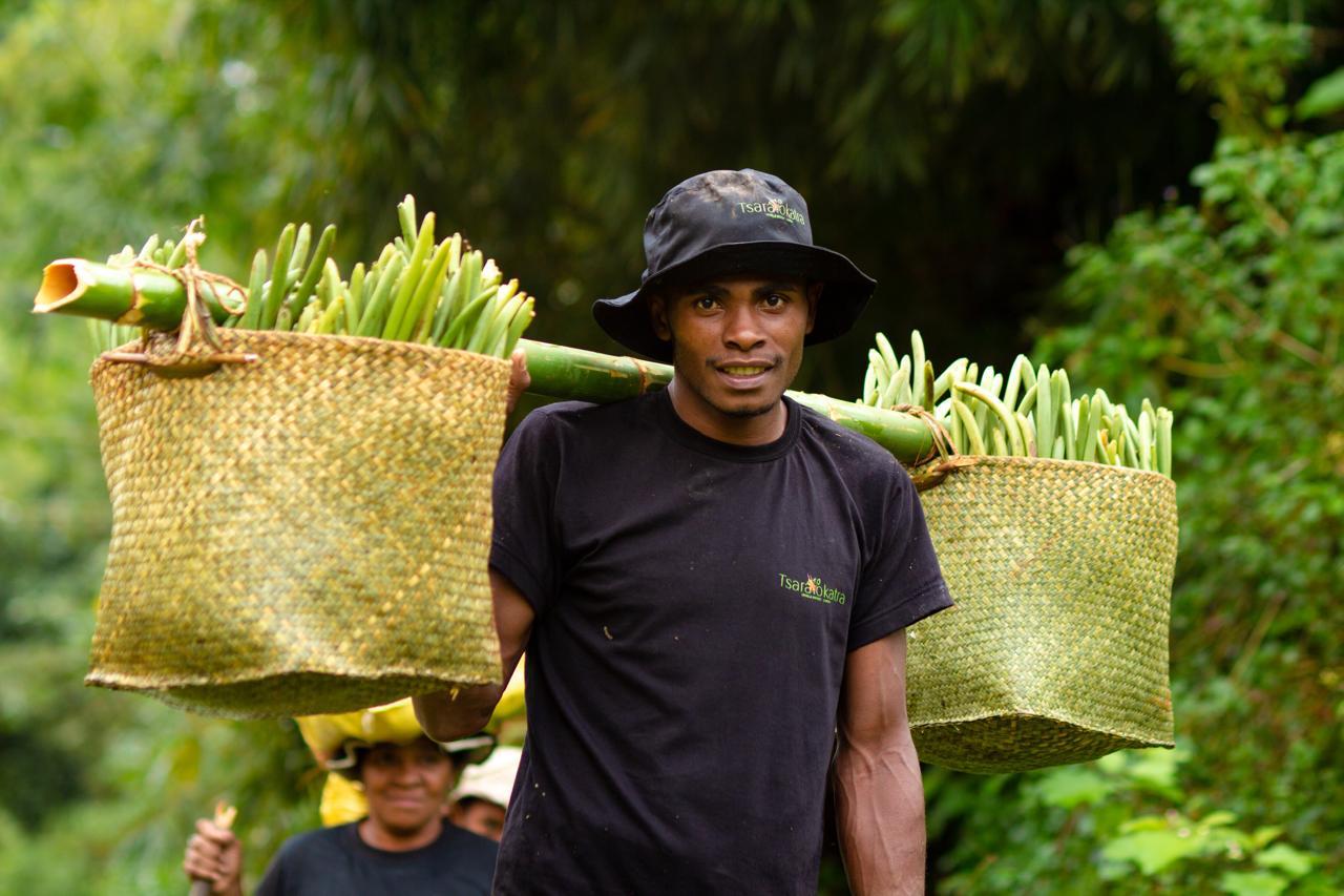 Cueillette de vanille en plantation