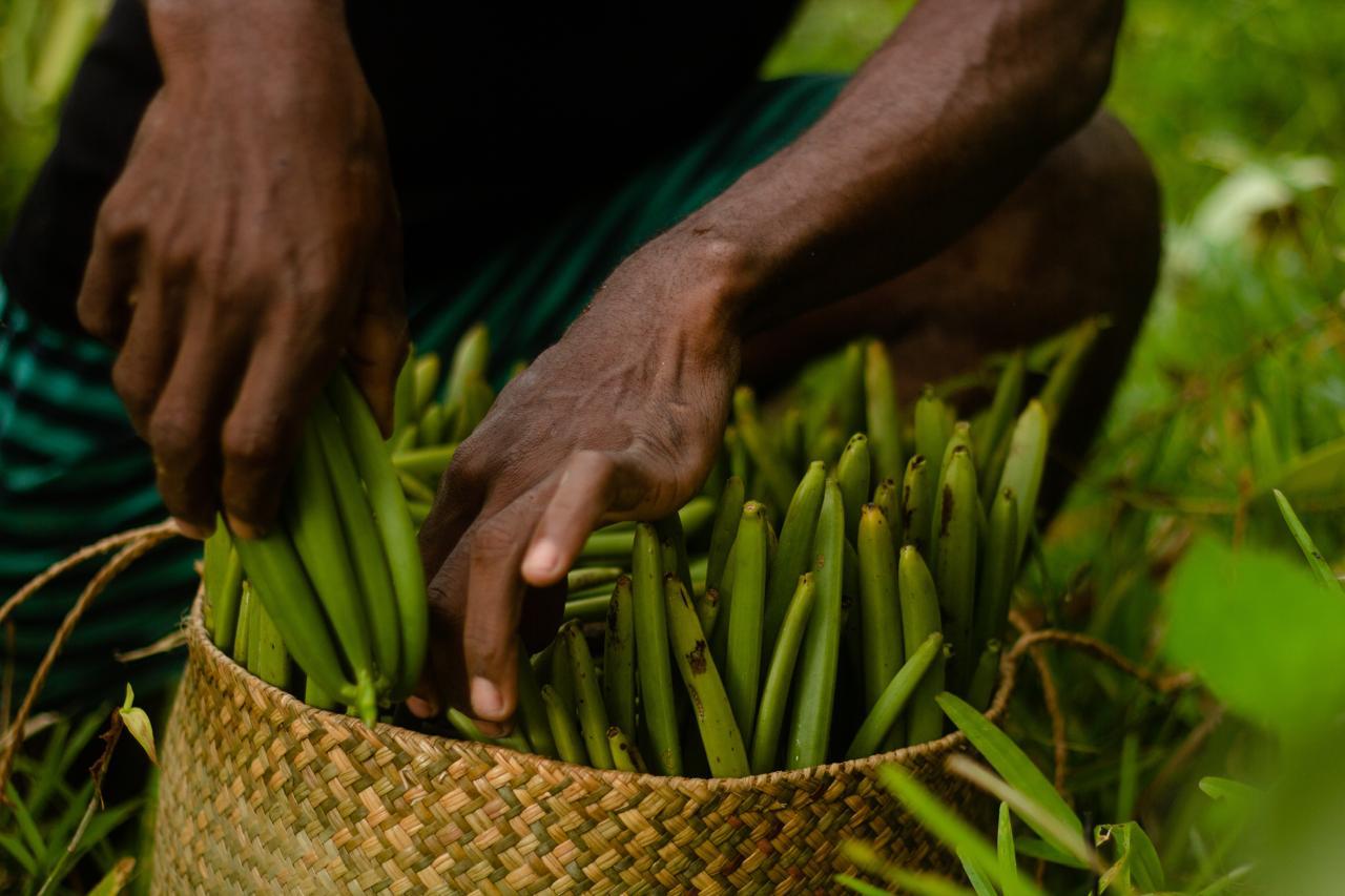 Récolte de gousses de vanille en plantation