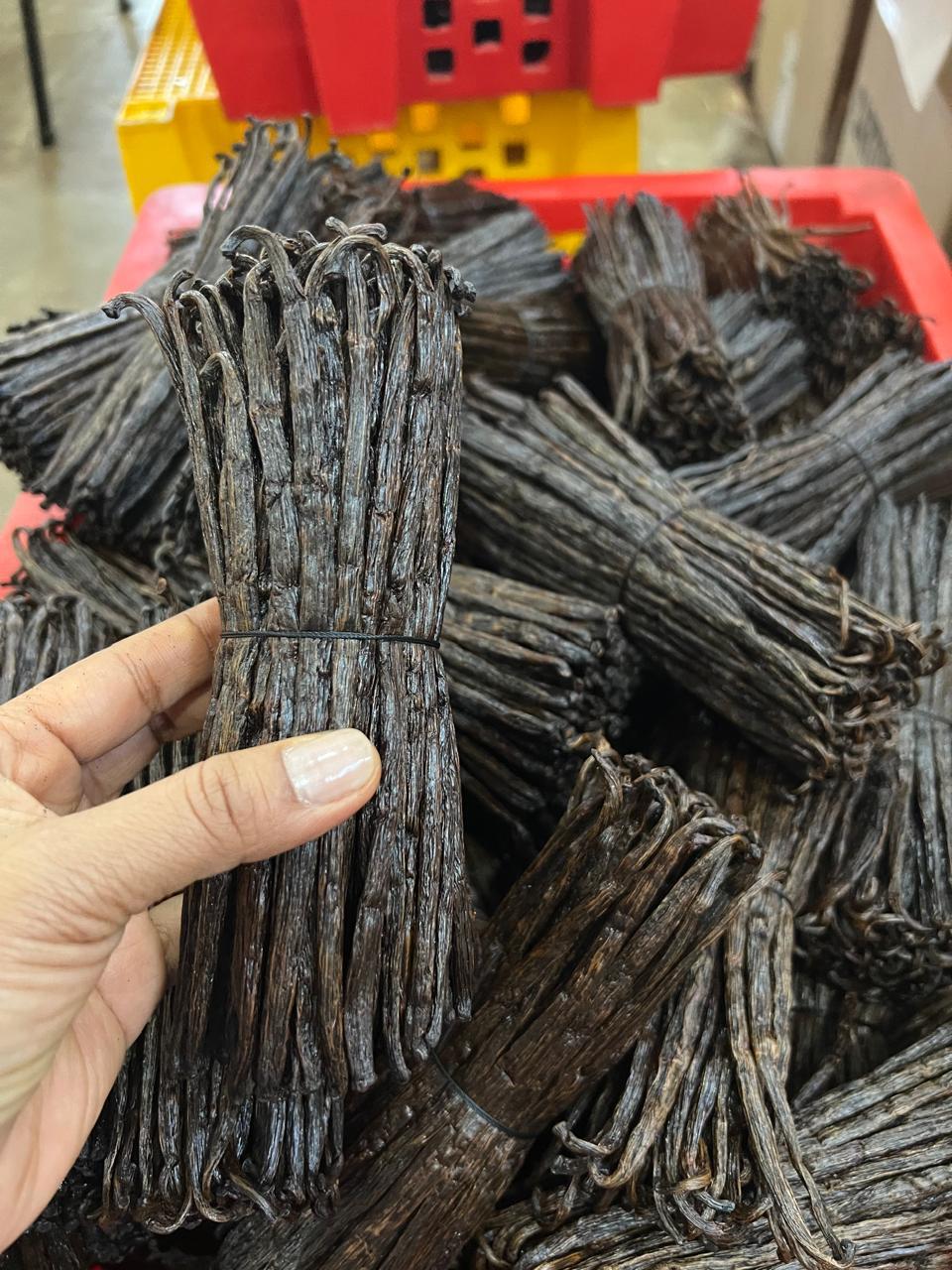 Bottes de vanille préparée triée